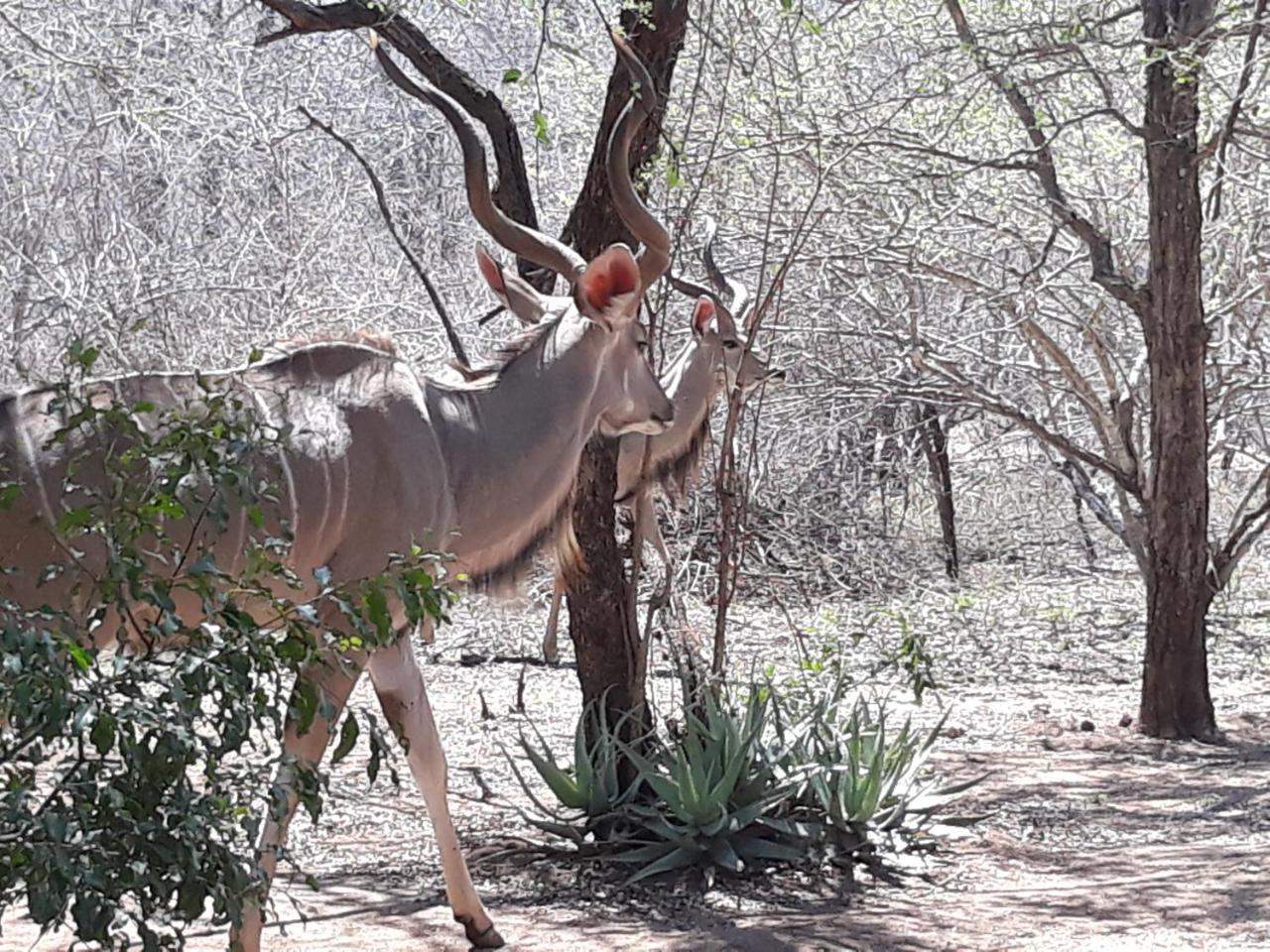 فيلا African Sky مارلوث بارك المظهر الخارجي الصورة