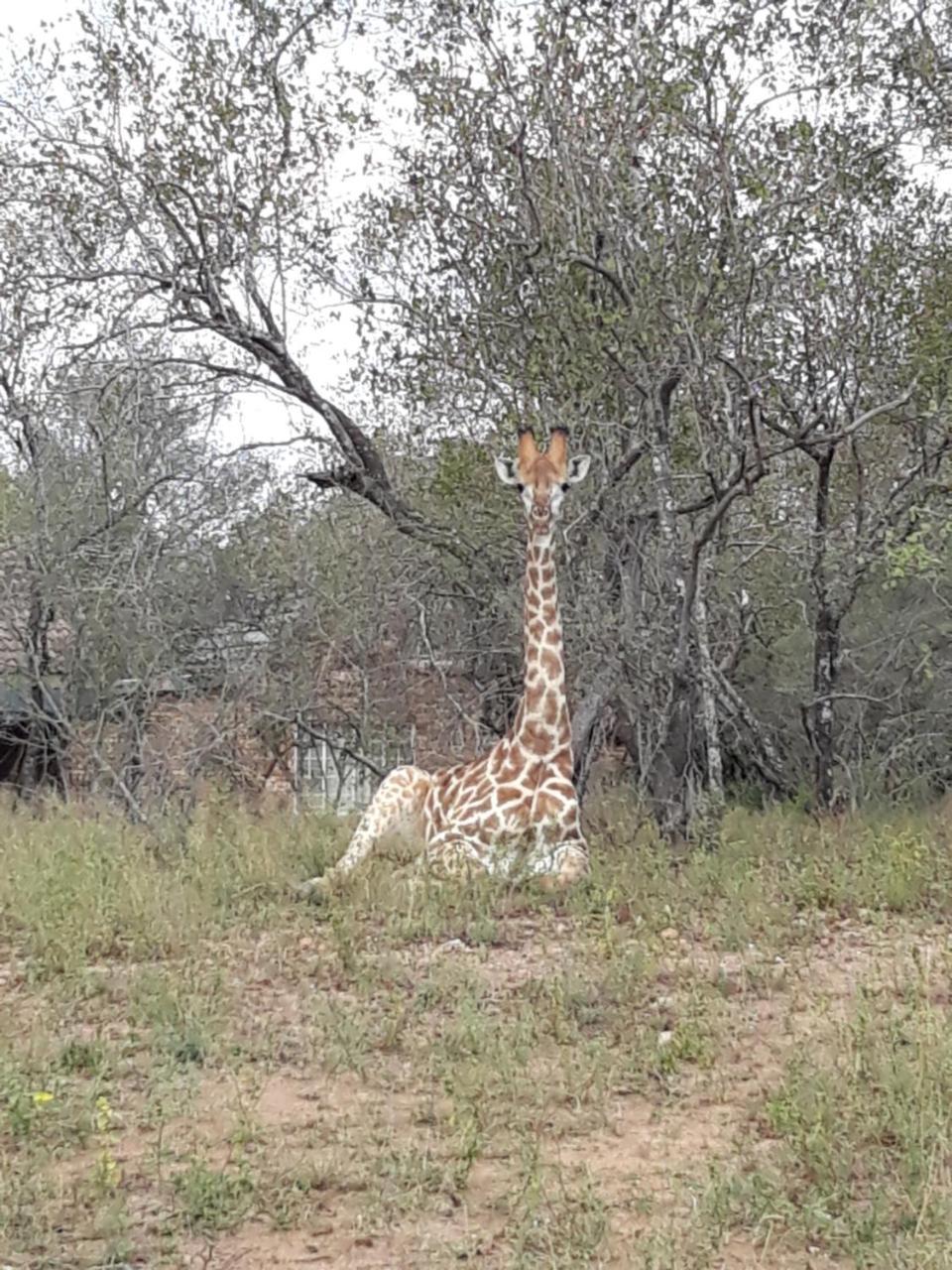 فيلا African Sky مارلوث بارك المظهر الخارجي الصورة